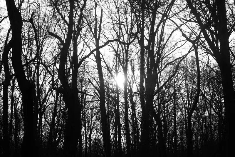 Black and white winter forest