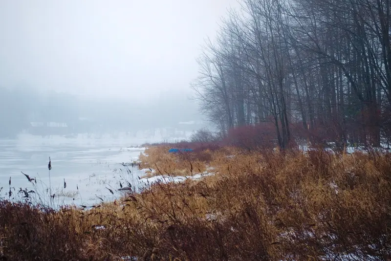 Misty winter shoreline