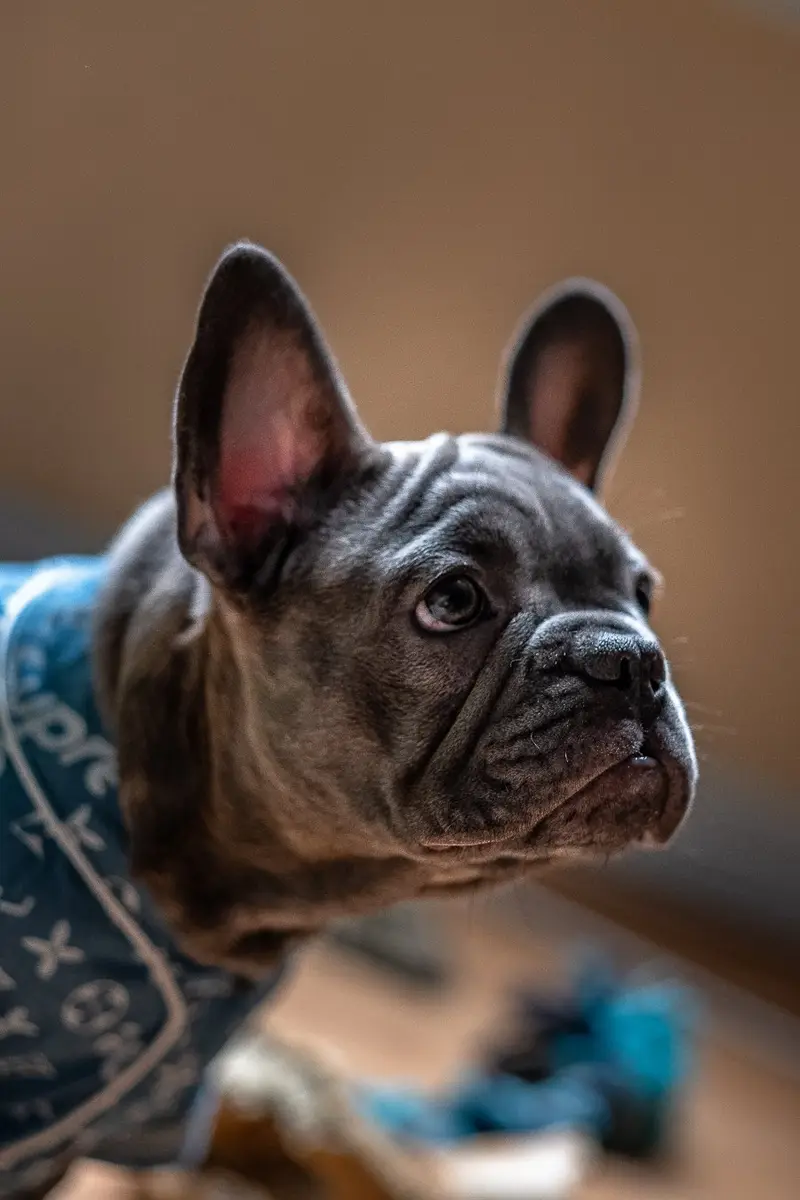 Pet portrait, low key